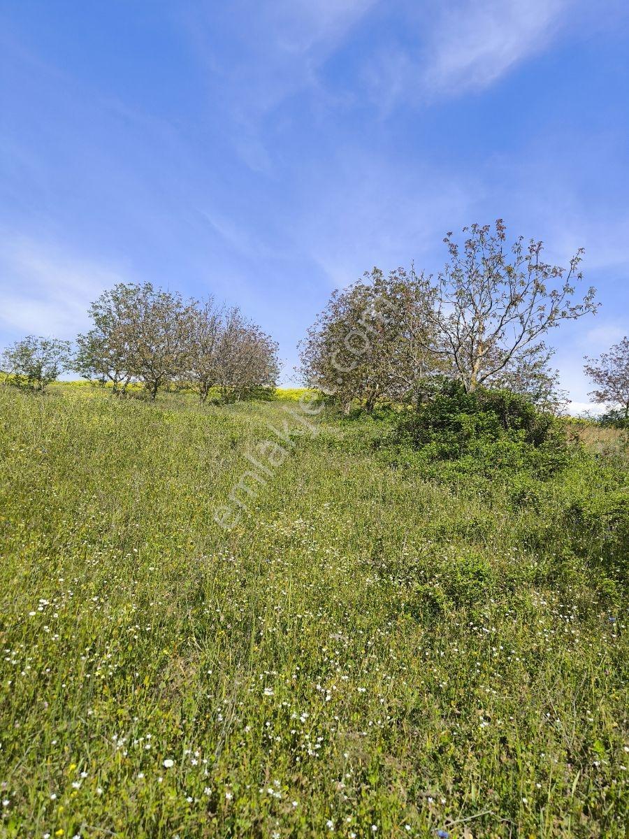 Çanakkale Çan Eskiyaylada 15.715m² Ceviz Ağaçlı Yatırımlık Tarla - Görsel 19