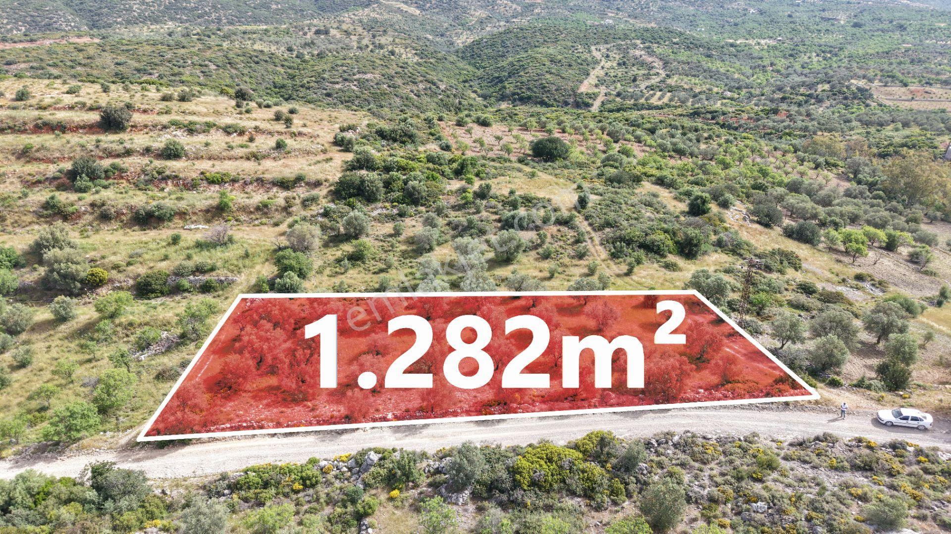 Datça Yazı'da Satılık 1.282m² Zeytinlik - Yatırımlık - Görsel 5