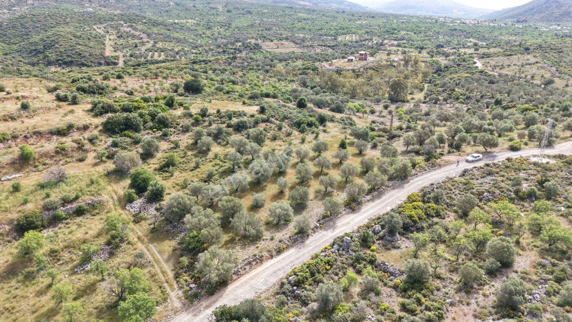 Datça Yazı'da Satılık 1.282m² Zeytinlik - Yatırımlık - Görsel 29
