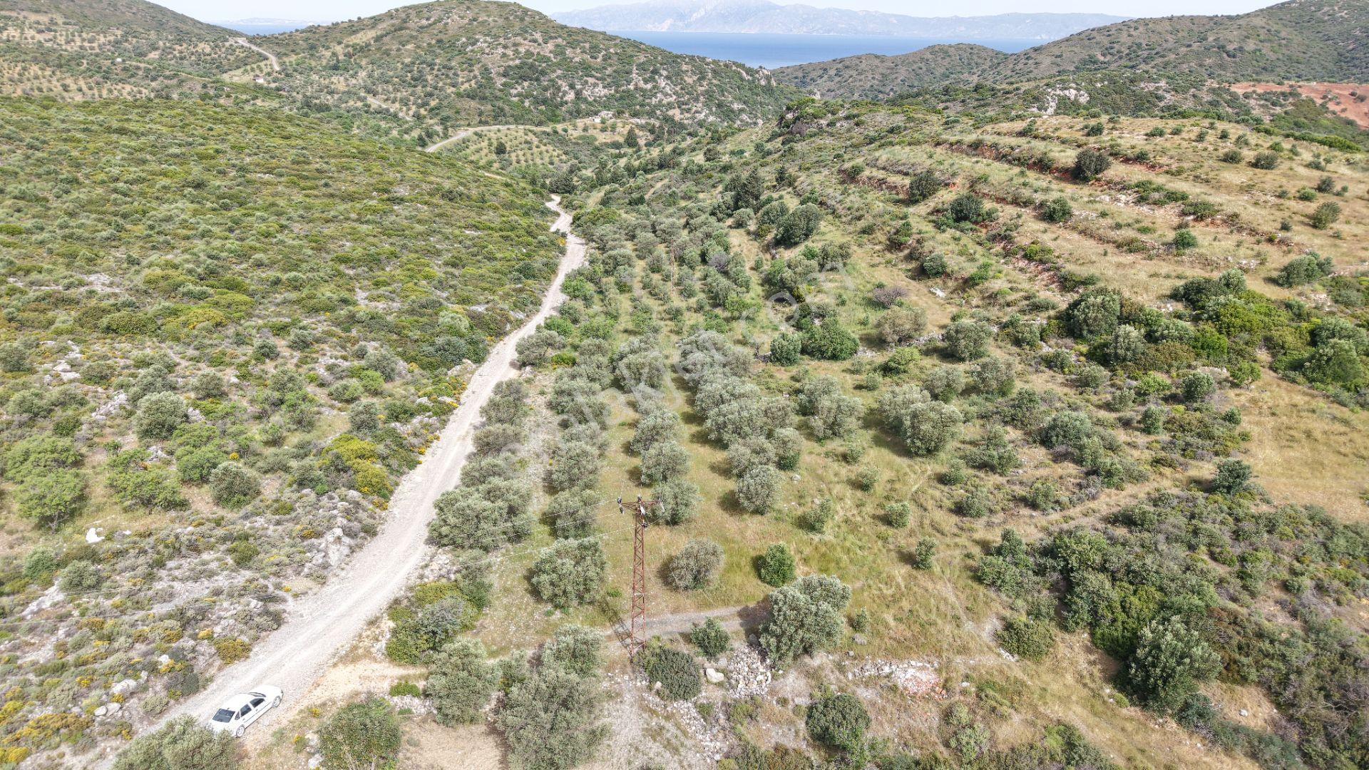 Datça Yazı'da Satılık 1.282m² Zeytinlik - Yatırımlık - Görsel 14