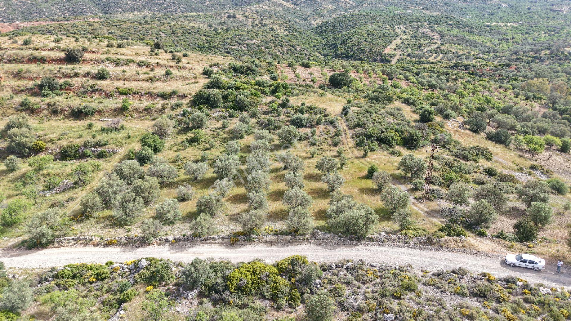 Datça Yazı'da Satılık 1.282m² Zeytinlik - Yatırımlık - Görsel 11