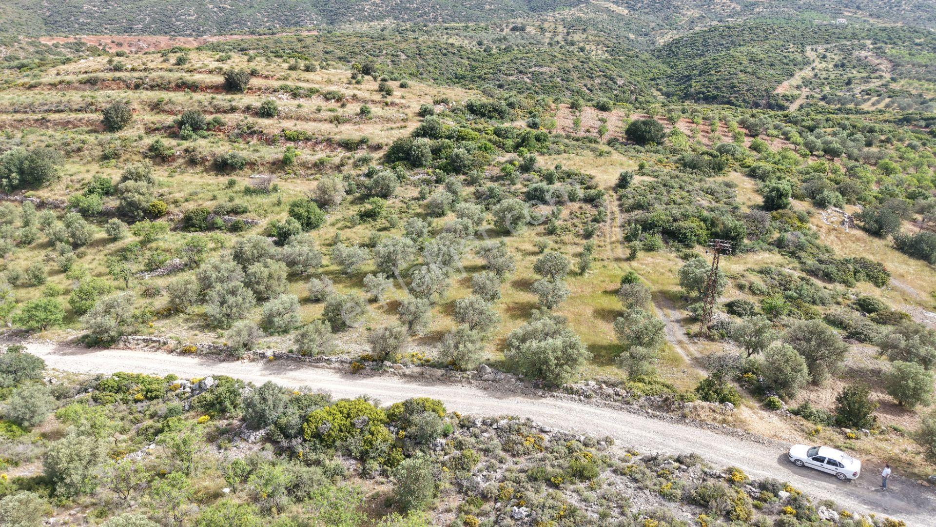 Datça Yazı'da Satılık 1.282m² Zeytinlik - Yatırımlık - Görsel 22