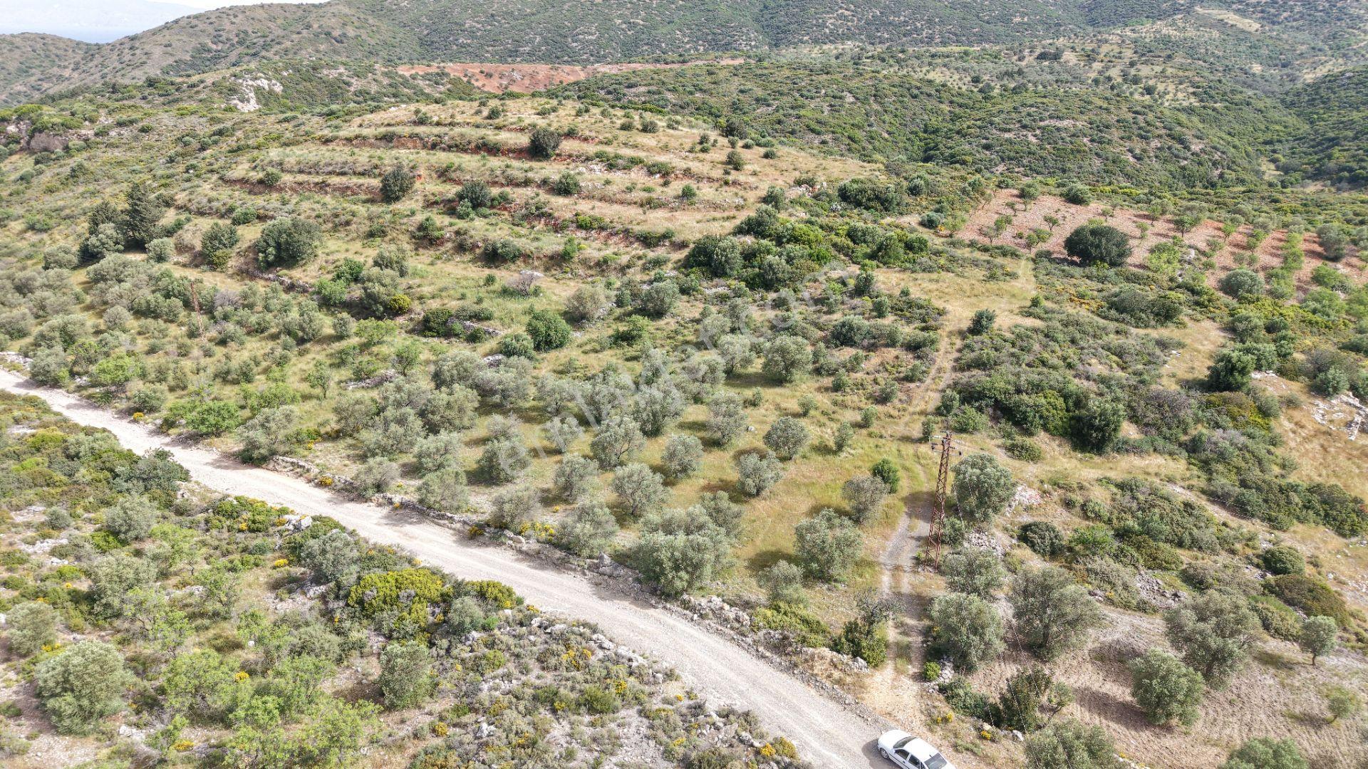 Datça Yazı'da Satılık 1.282m² Zeytinlik - Yatırımlık - Görsel 18