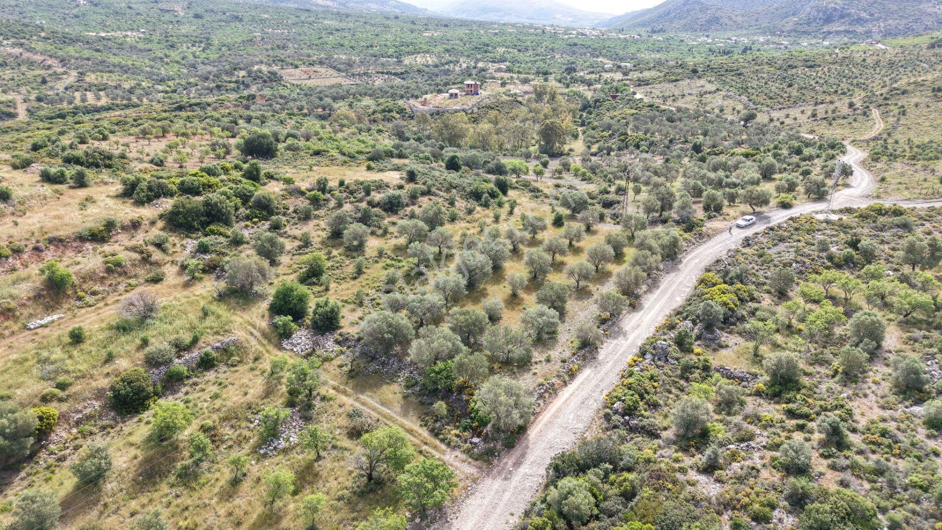 Datça Yazı'da Satılık 1.282m² Zeytinlik - Yatırımlık - Görsel 30