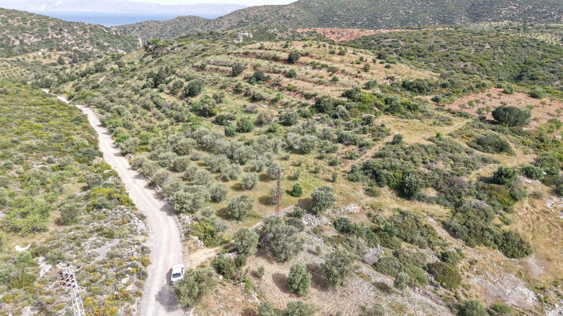Datça Yazı'da Satılık 1.282m² Zeytinlik - Yatırımlık - Görsel 23