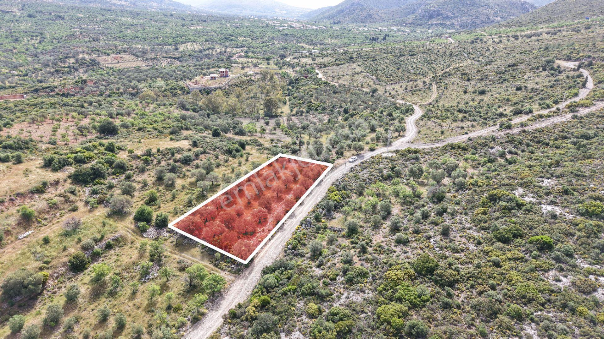 Datça Yazı'da Satılık 1.282m² Zeytinlik - Yatırımlık - Görsel 3