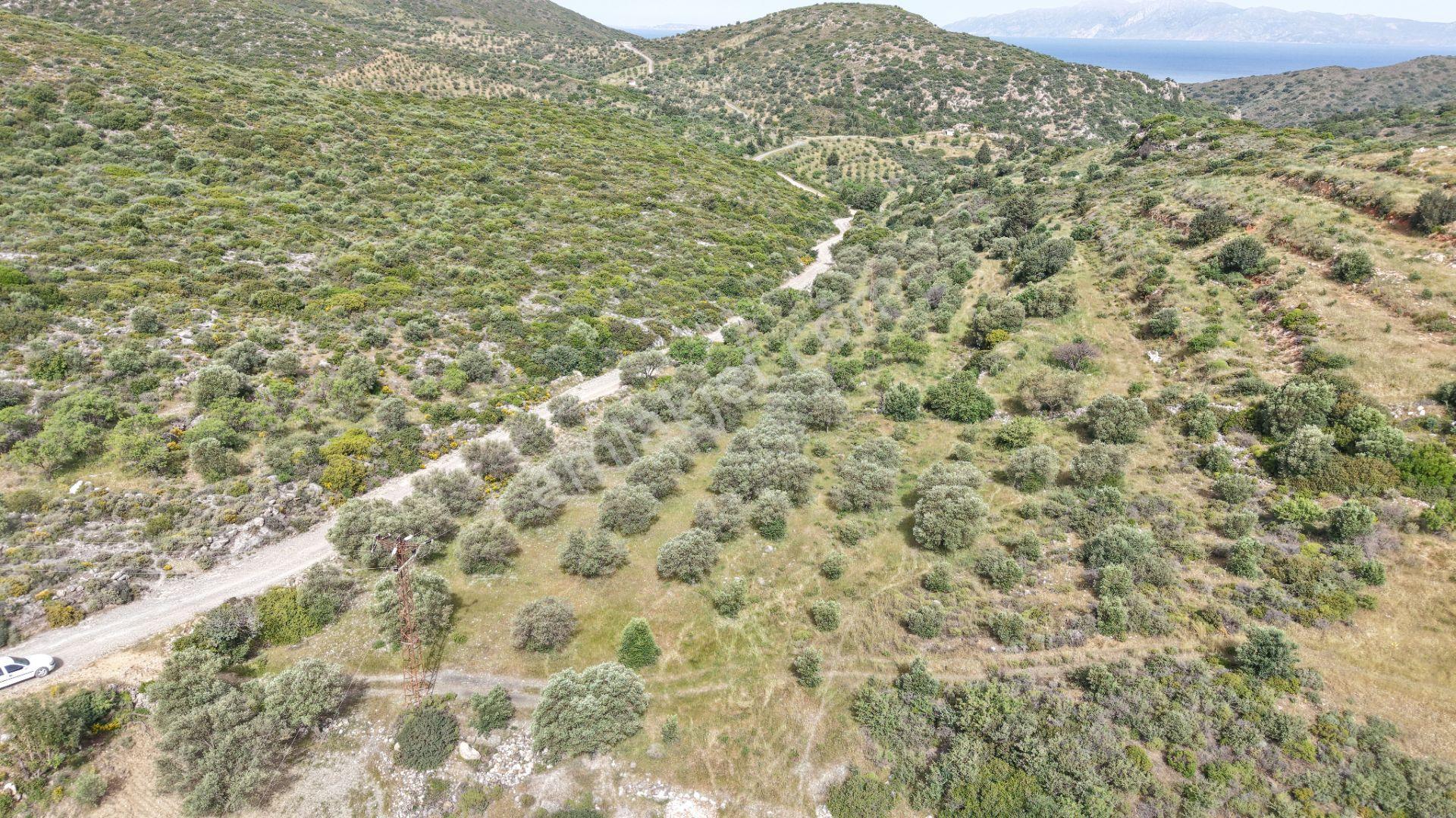 Datça Yazı'da Satılık 1.282m² Zeytinlik - Yatırımlık - Görsel 20