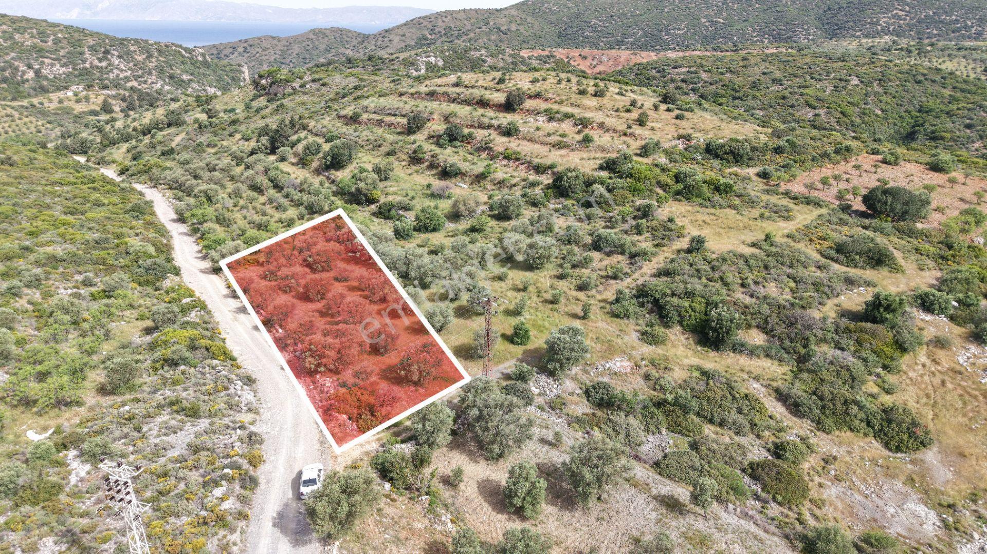 Datça Yazı'da Satılık 1.282m² Zeytinlik - Yatırımlık - Görsel 8