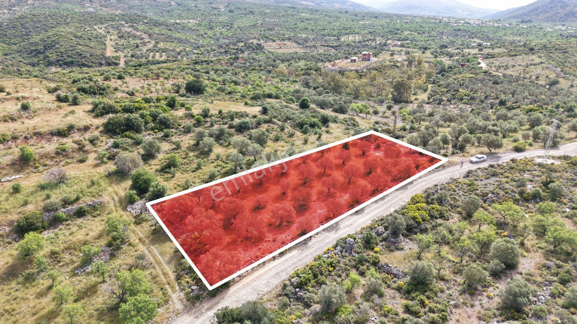 Datça Yazı'da Satılık 1.282m² Zeytinlik - Yatırımlık - Görsel 16