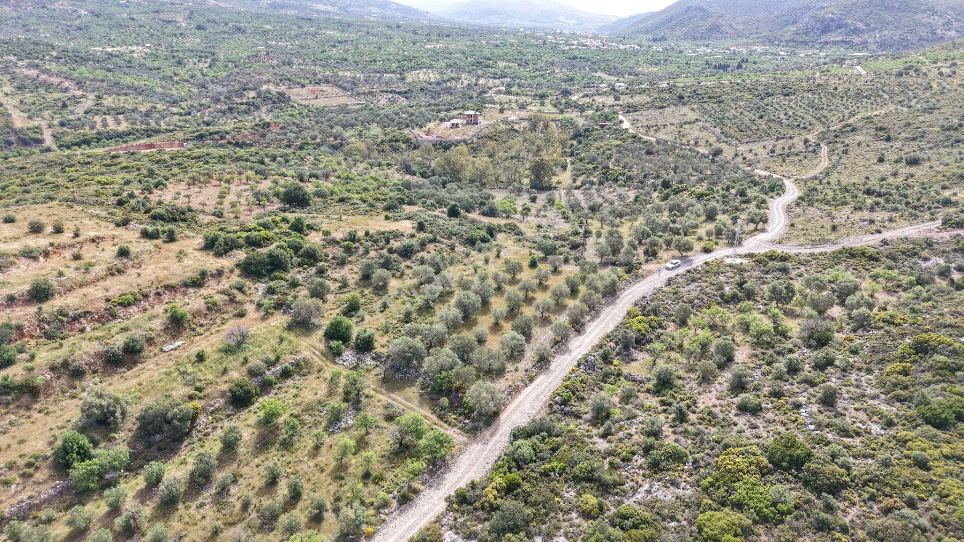 Datça Yazı'da Satılık 1.282m² Zeytinlik - Yatırımlık - Görsel 31