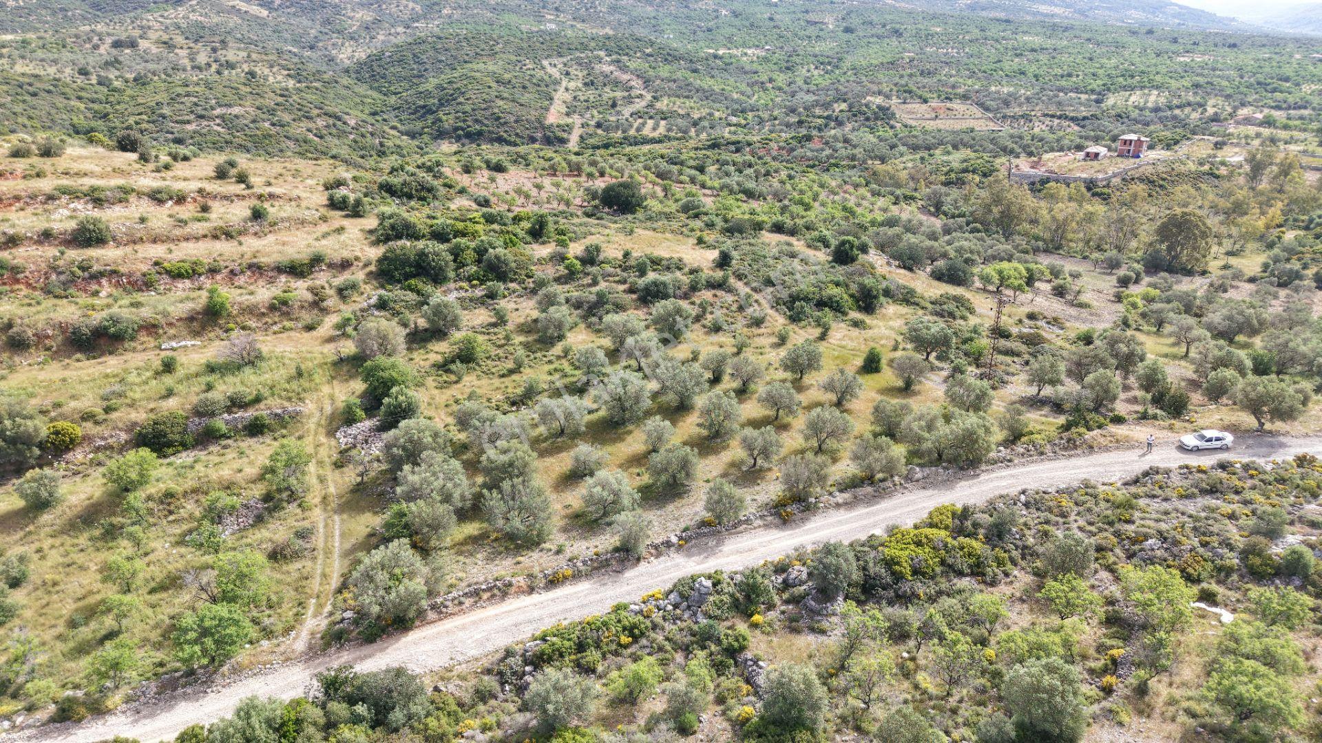 Datça Yazı'da Satılık 1.282m² Zeytinlik - Yatırımlık - Görsel 28