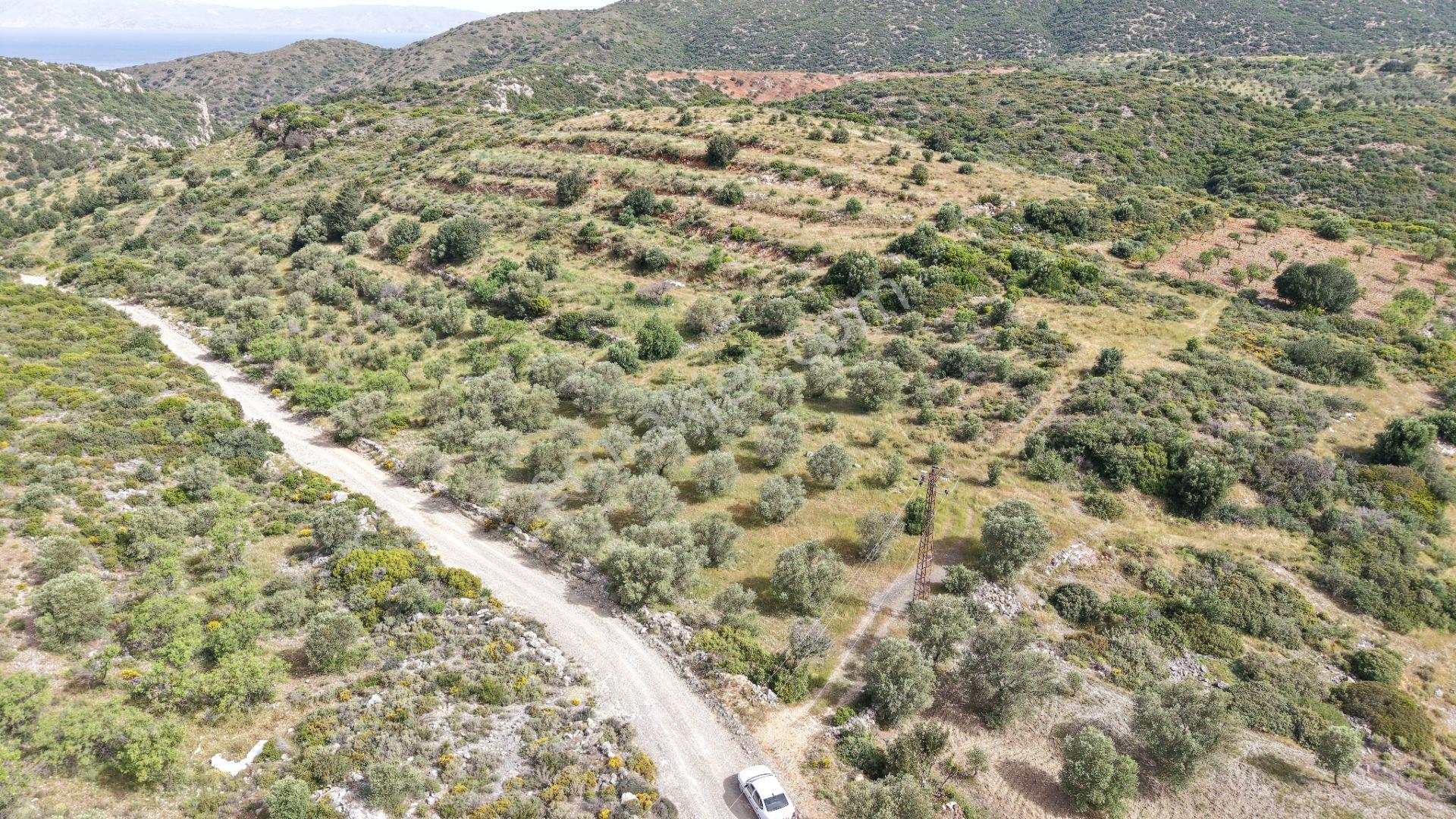 Datça Yazı'da Satılık 1.282m² Zeytinlik - Yatırımlık - Görsel 15