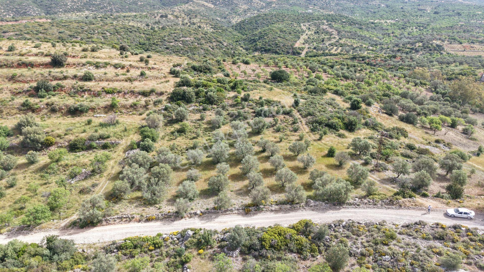 Datça Yazı'da Satılık 1.282m² Zeytinlik - Yatırımlık - Görsel 27