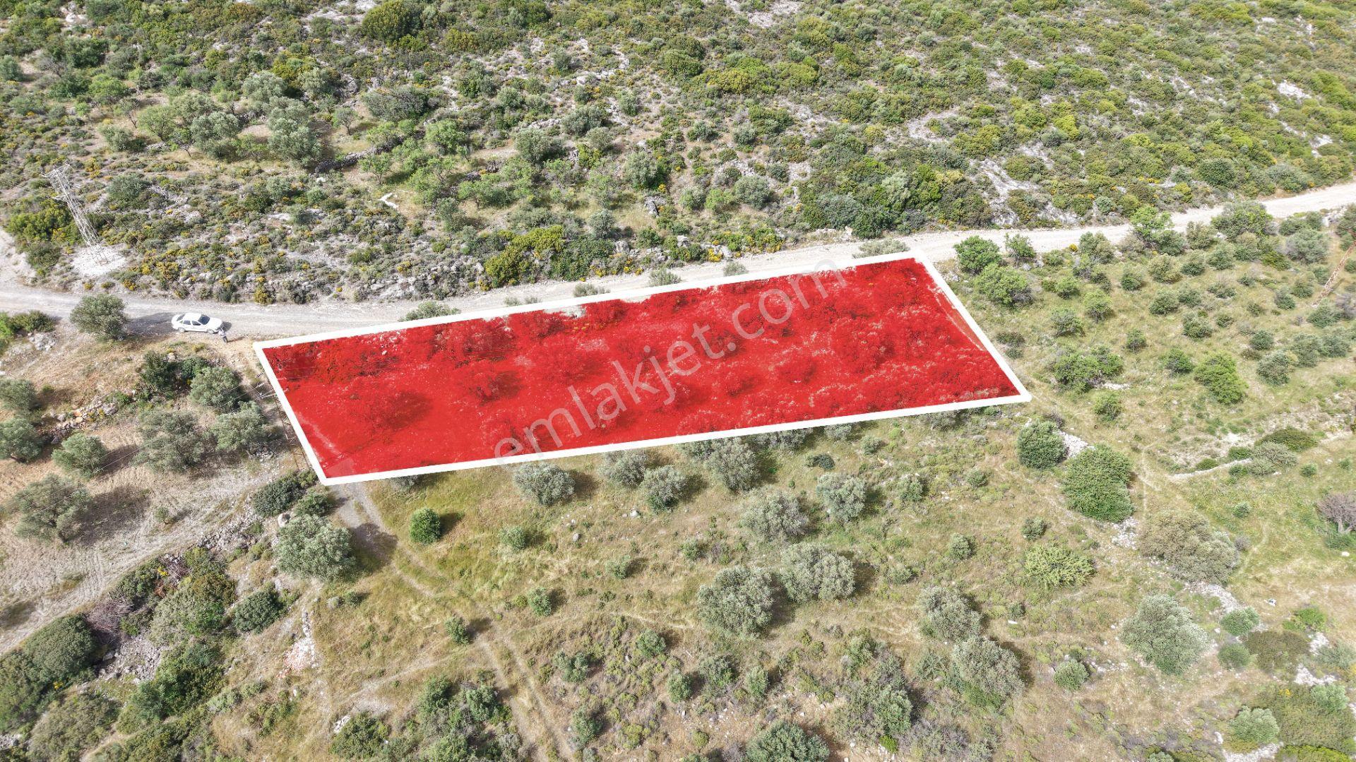 Datça Yazı'da Satılık 1.282m² Zeytinlik - Yatırımlık - Görsel 21