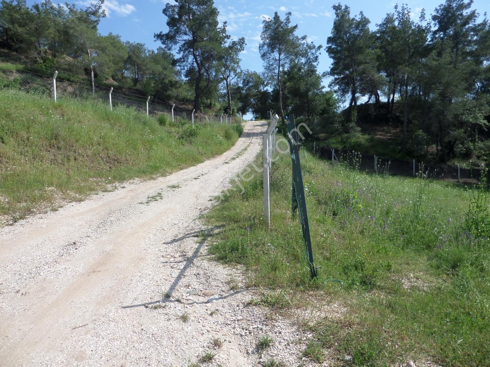 Ormanla Bitişik Yeri Çevrili Yani Yol Bağ Tapulu - Görsel 6