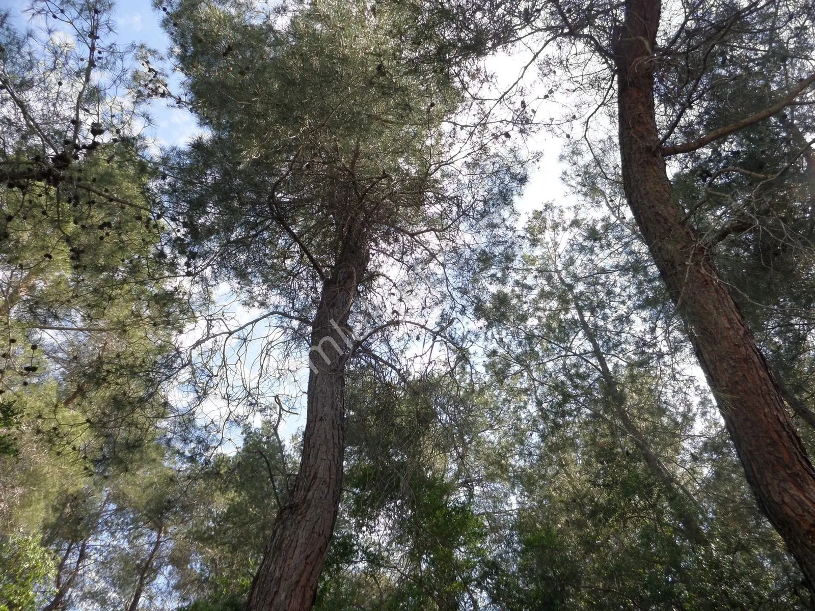 Ormanla Bitişik Yeri Çevrili Yani Yol Bağ Tapulu - Görsel 10