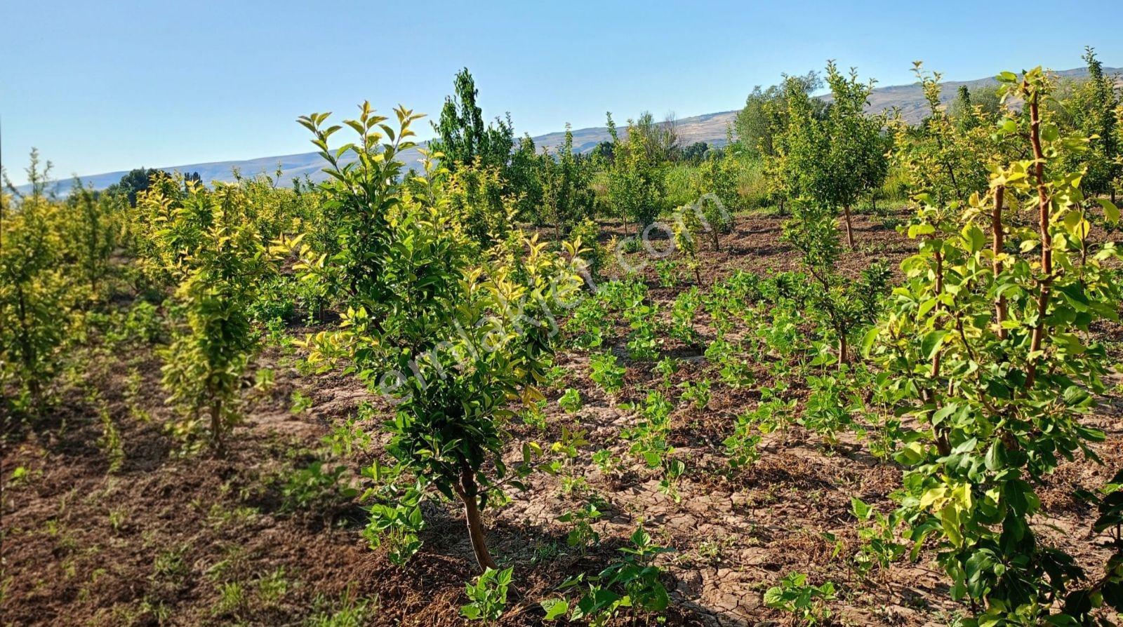 Gömeç'te Yola Yakın Elektrik/suyu Olan 350 Ağaçlı Satılık - Görsel 6