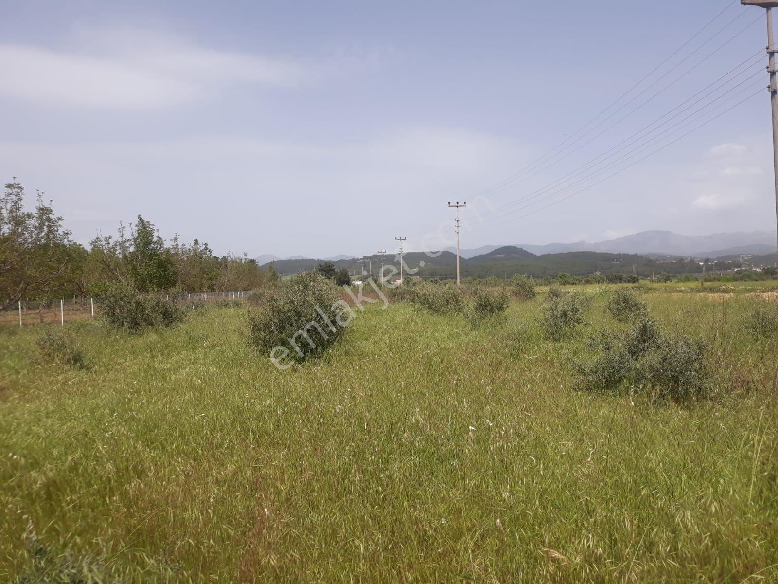 Muğla Yatağan Bahçeyaka'da Satılık Tarla-zeytinlik-bahçe