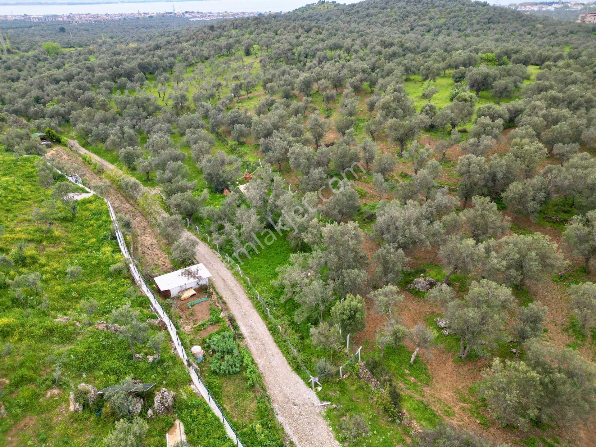 ▓yükselden Gürede Yola Cephe 688 M2 Düz Zemin Çevrili Zeytinlik▓ - Görsel 10