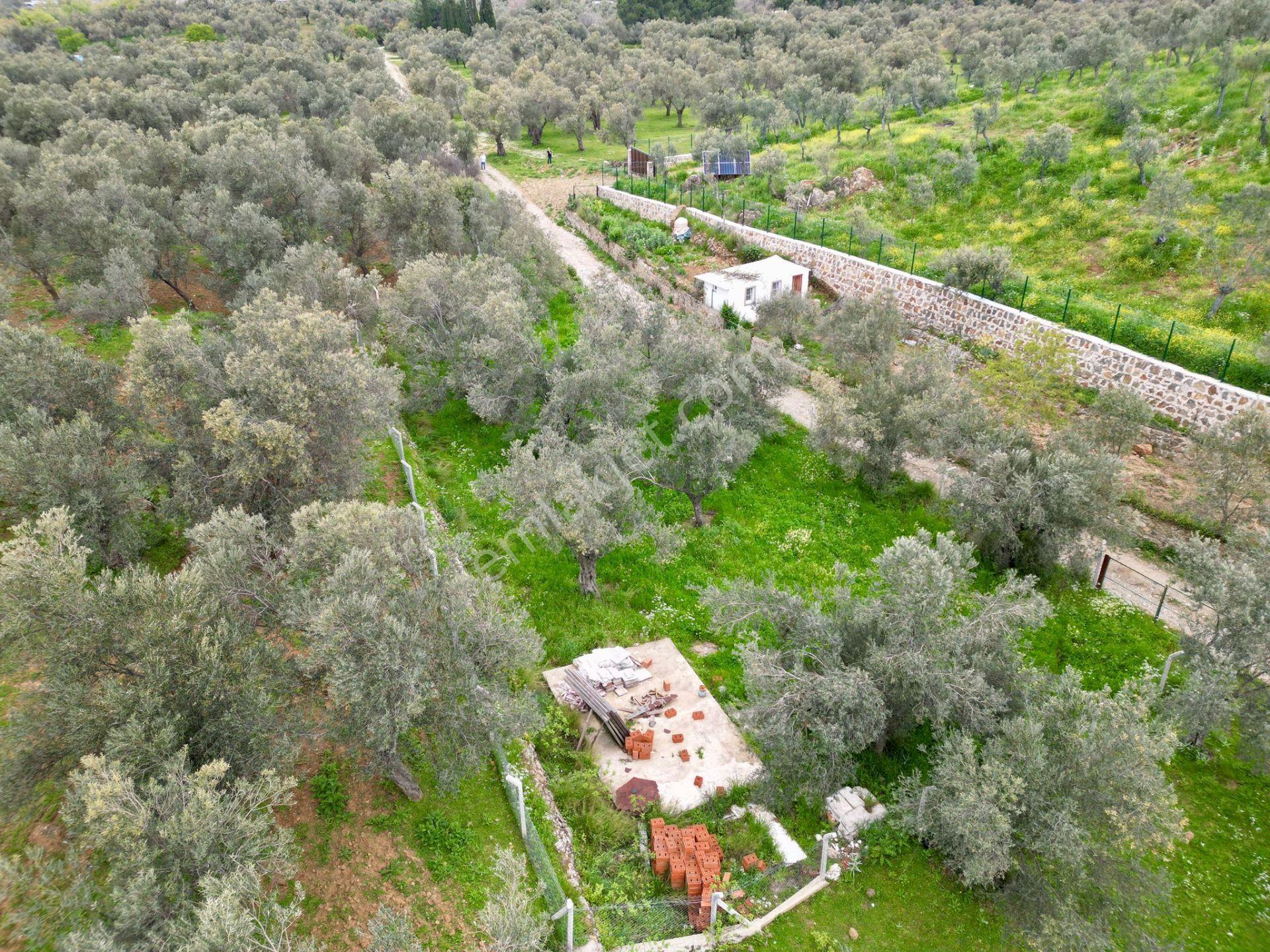 ▓yükselden Gürede Yola Cephe 688 M2 Düz Zemin Çevrili Zeytinlik▓ - Görsel 7