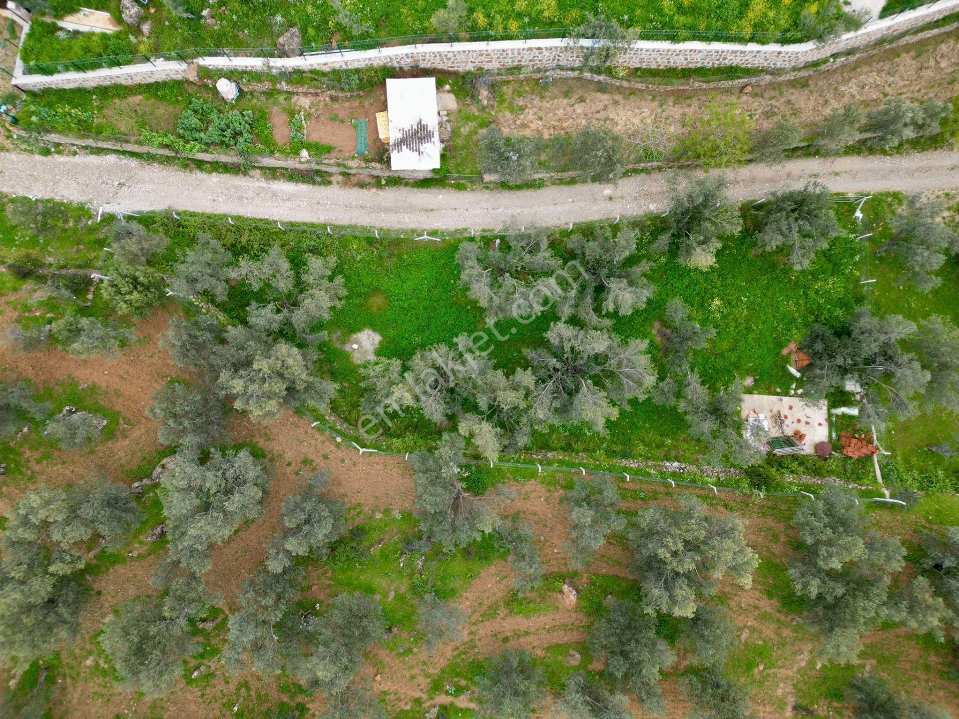 ▓yükselden Gürede Yola Cephe 688 M2 Düz Zemin Çevrili Zeytinlik▓ - Görsel 5