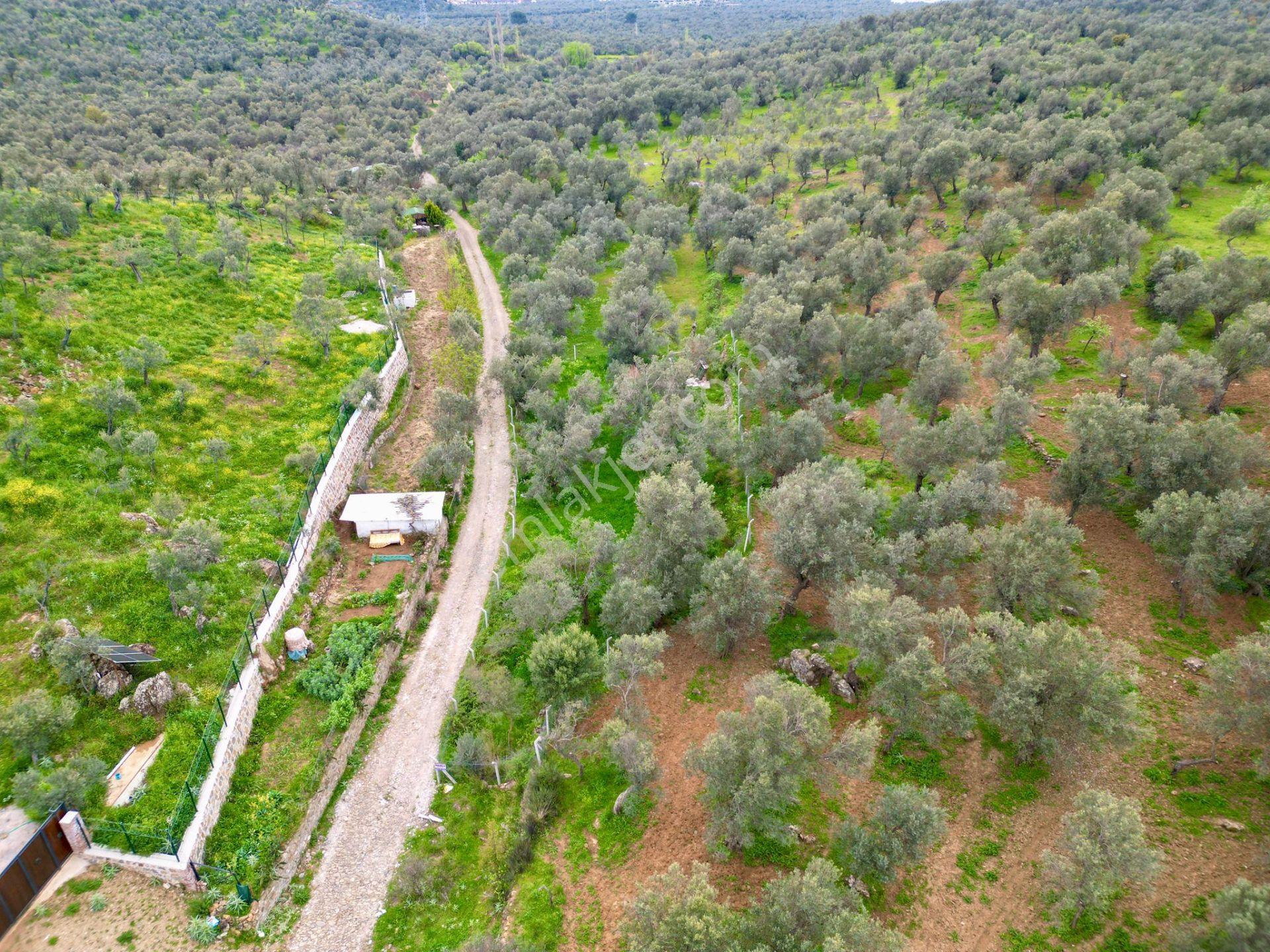 ▓yükselden Gürede Yola Cephe 688 M2 Düz Zemin Çevrili Zeytinlik▓ - Görsel 9