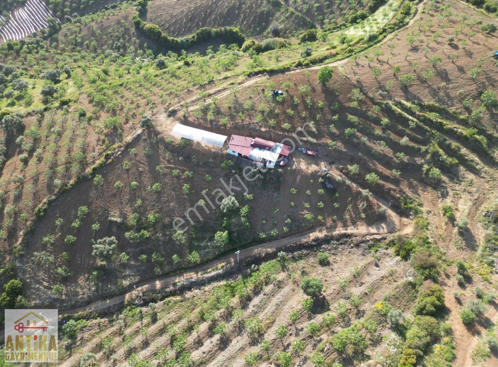 Antika Gayrimenkulden Bucak Hah. Satılık 2 Tapulu İncir Bahçesi - Görsel 6