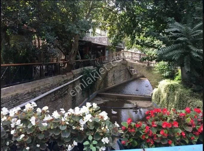 İzmir-bayındır-dereköy De Üretim Yolu Olan 4238 M2 Zeytinlik