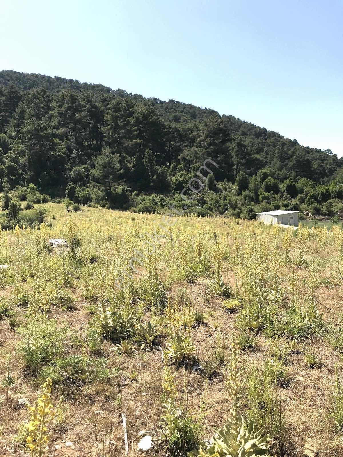 Satılık Koruköyde 828 M2 Tarla