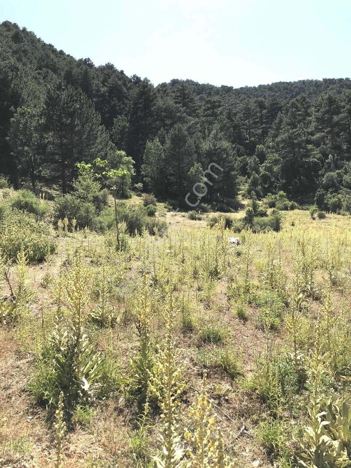 Satılık Koruköyde 828 M2 Tarla - Görsel 3