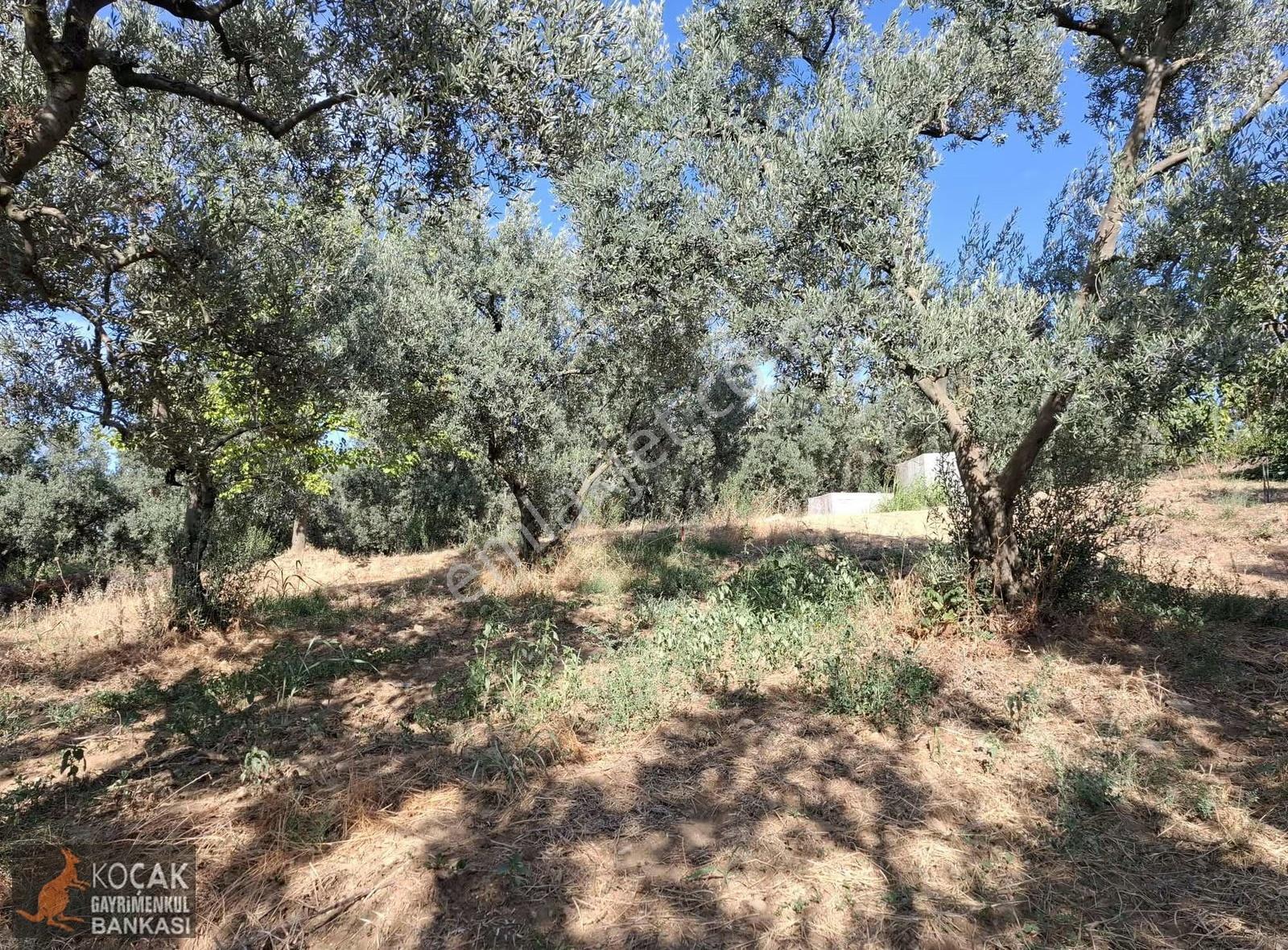 Derbent Köyünde Göl Manzaralı Yol Cepheli 680m2 Zeytin Bahçesi - Görsel 26