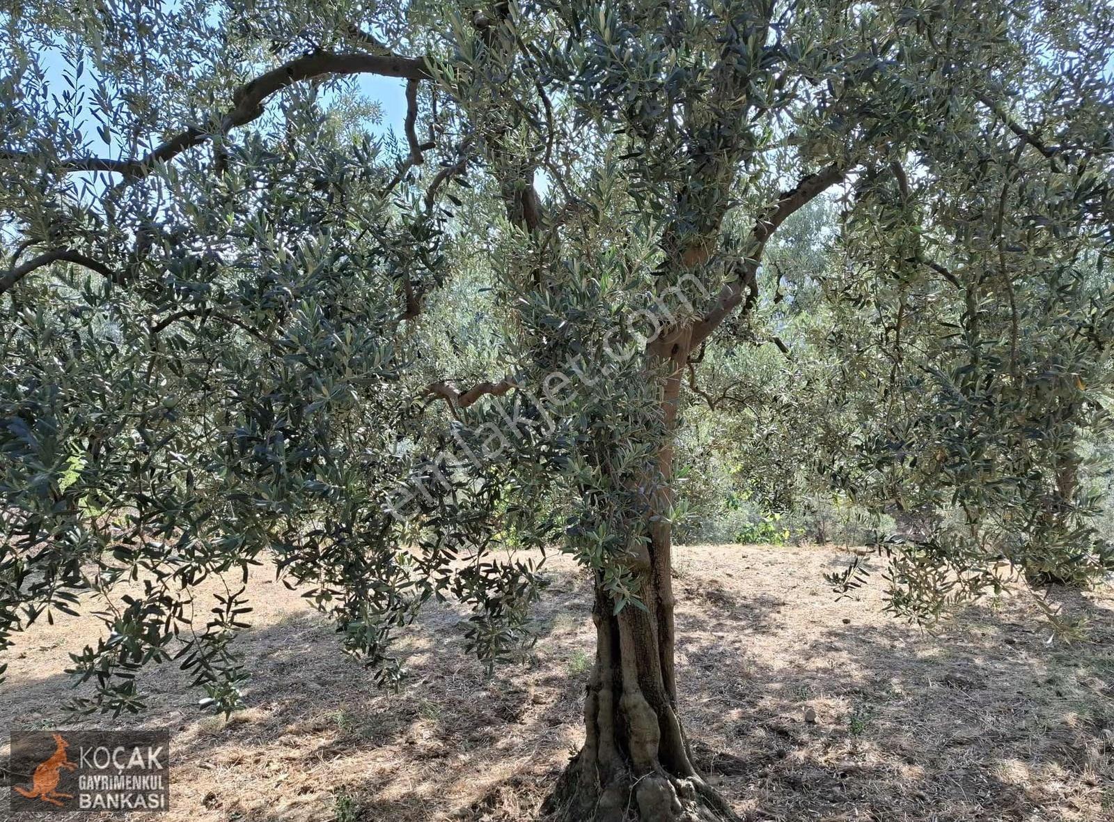 Derbent Köyünde Göl Manzaralı Yol Cepheli 680m2 Zeytin Bahçesi - Görsel 13