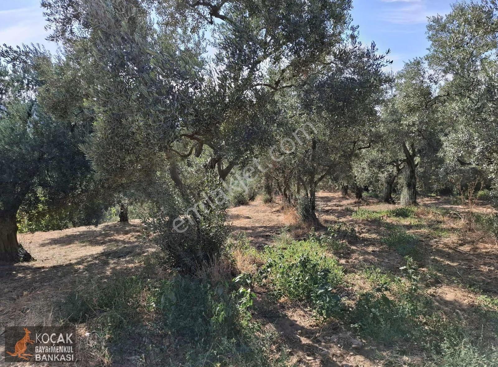 Derbent Köyünde Göl Manzaralı Yol Cepheli 680m2 Zeytin Bahçesi - Görsel 2
