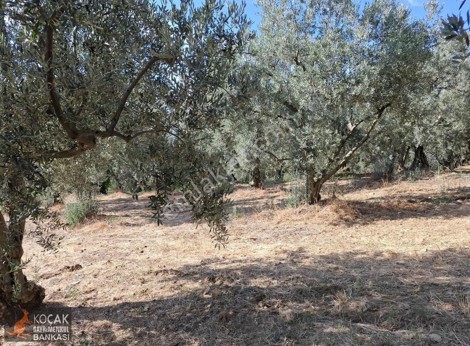 Derbent Köyünde Göl Manzaralı Yol Cepheli 680m2 Zeytin Bahçesi - Görsel 14