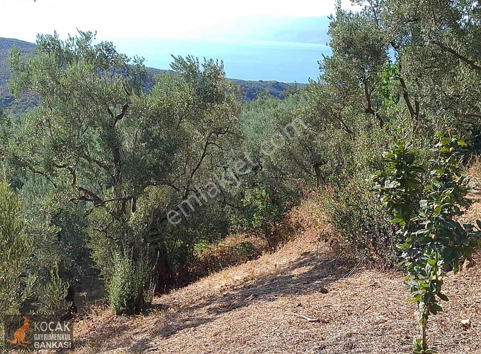 Derbent Köyünde Göl Manzaralı Yol Cepheli 680m2 Zeytin Bahçesi - Görsel 17