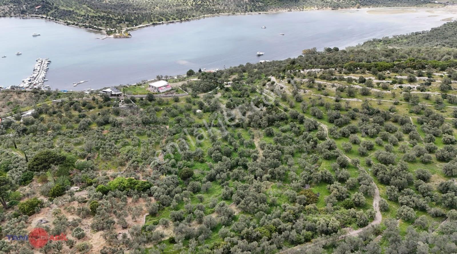 Dev Zeytinlik! Dikili Bademlide Denize 200m Adalar Manzaralı - Görsel 6