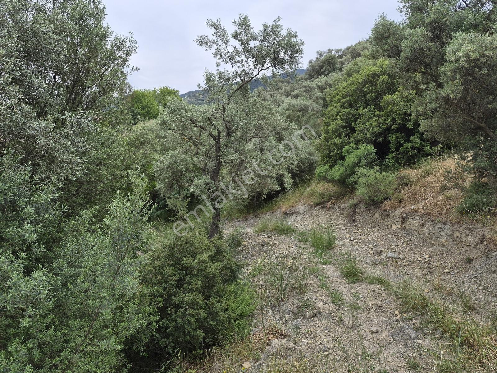 Menderes Değirmendere Merkezine Yakın Dere Kenarı Tarla - Görsel 20