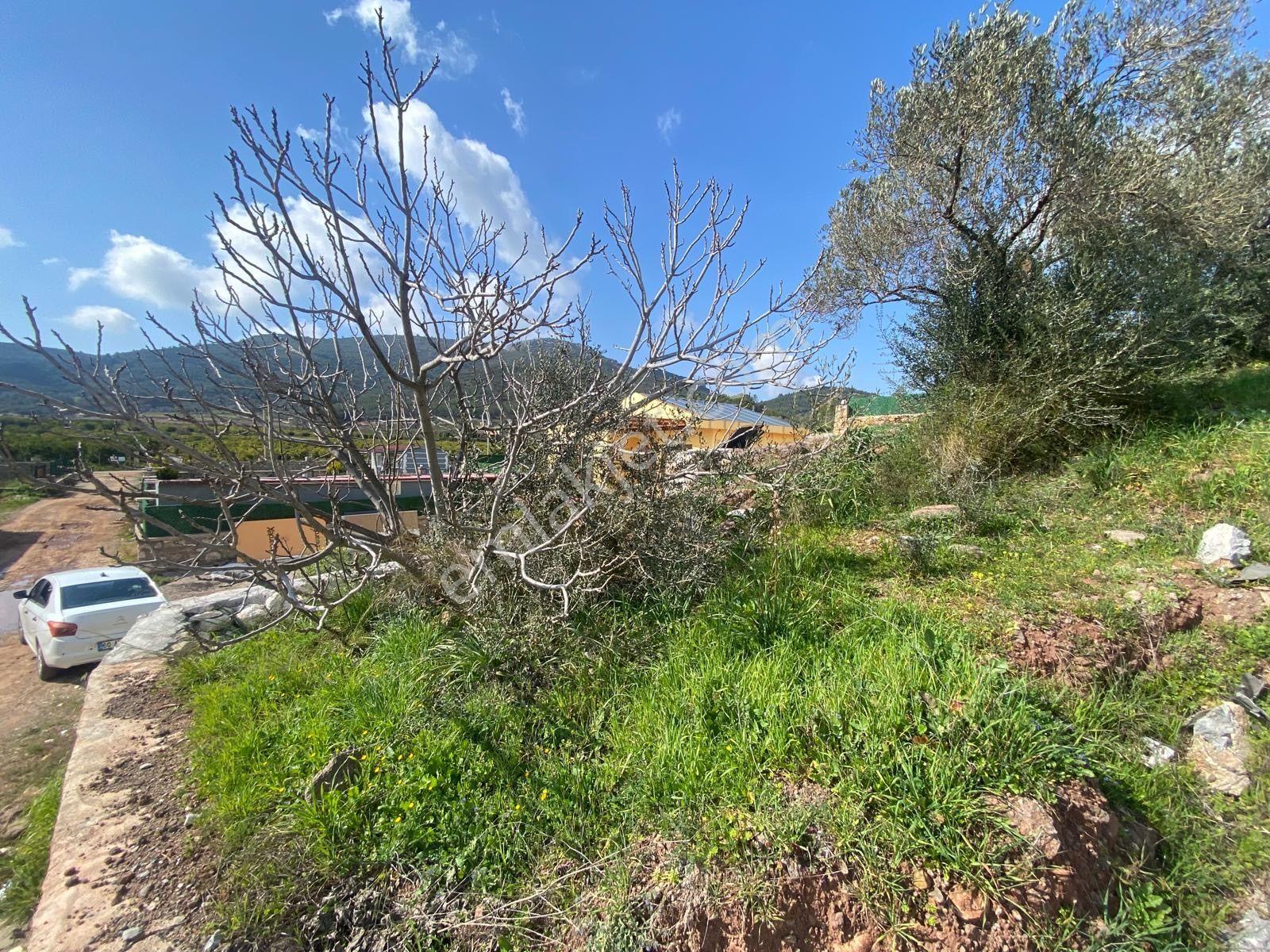 Seferihisar Doğanbey Kavakdere De Satılık 300 M2 Kupon Arsa - Görsel 8