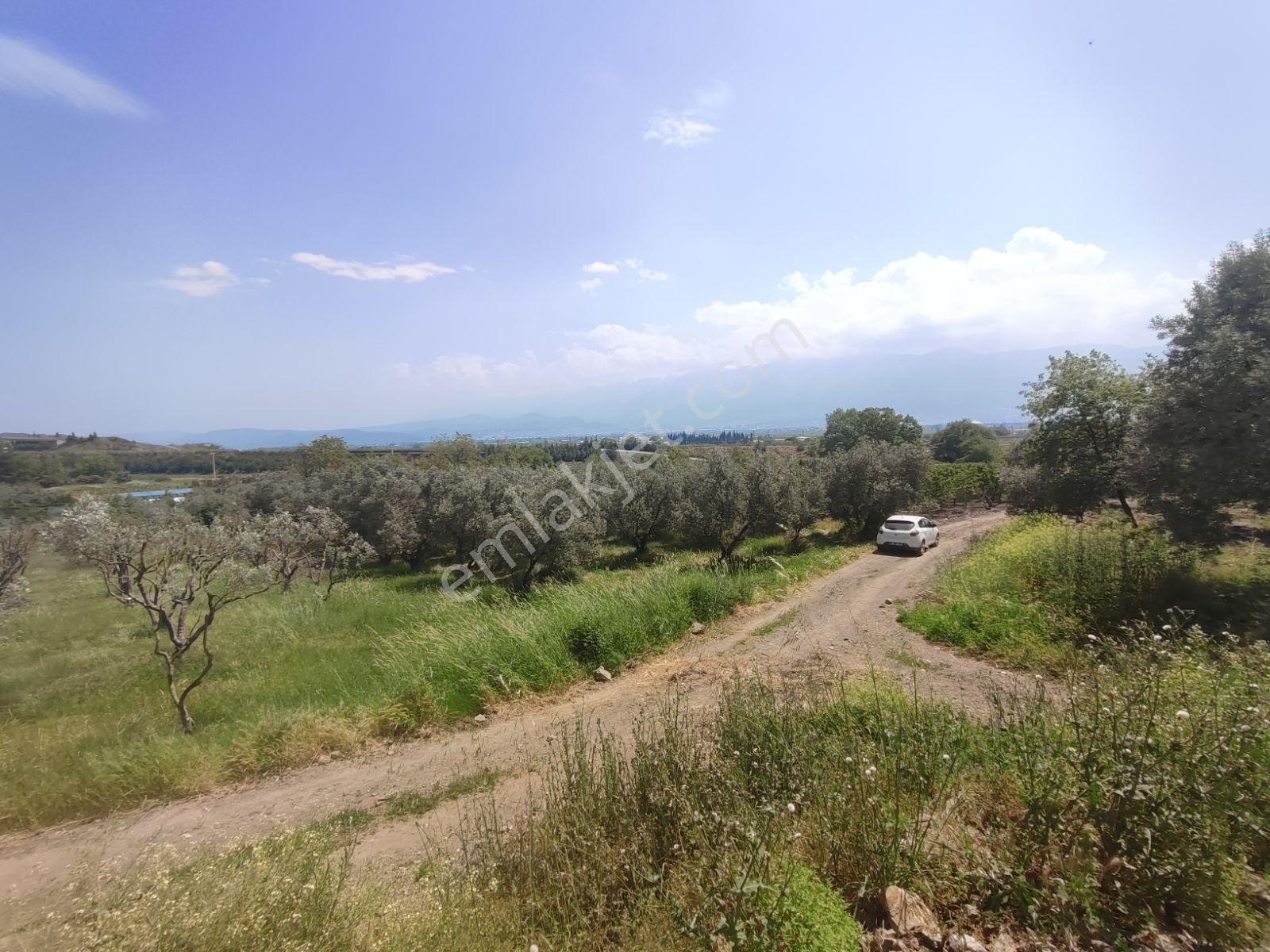 Gürsu Kazıklı Köyünde Yolu Olan Satılık Tarla - Görsel 12