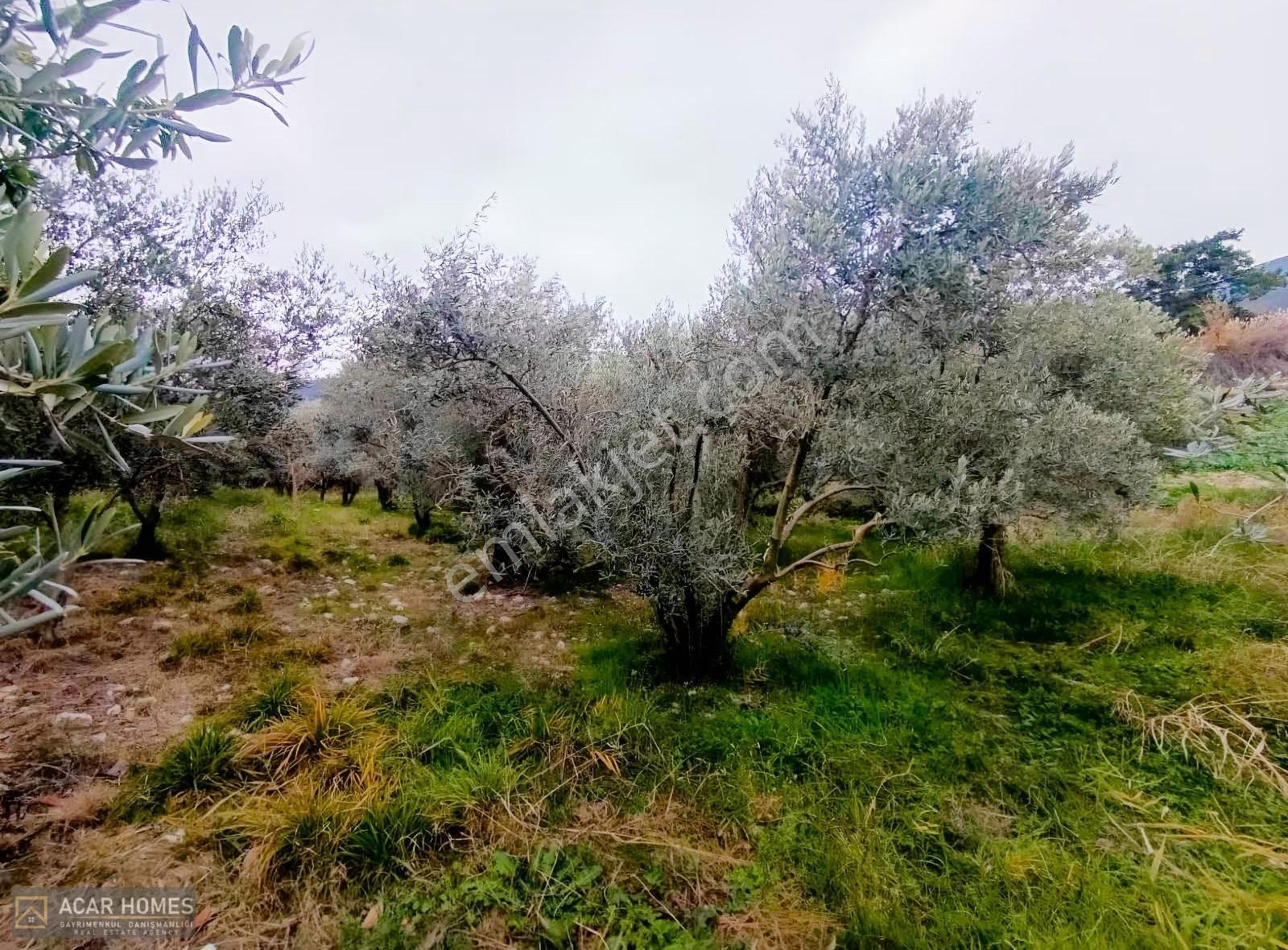 Seydikemer Bağlıağaç Köy İçi İmarlı 4958 M2 Kadastol Yolu Var - Görsel 12