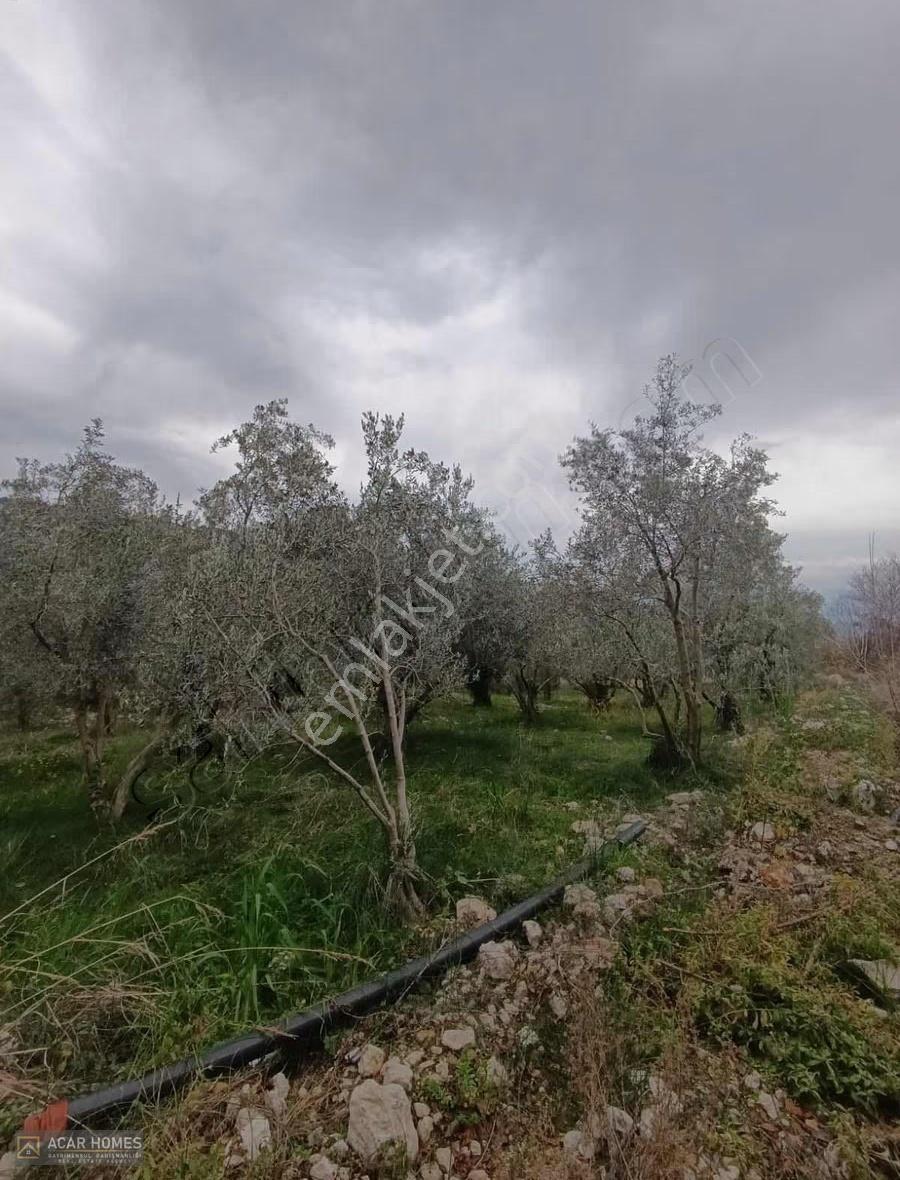 Seydikemer Bağlıağaç Köy İçi İmarlı 4958 M2 Kadastol Yolu Var - Görsel 9