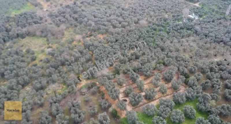 Mayadan Gyo Edincikte 35 Adet Zeytin Ağacı Olan Zeytinlik - Görsel 7