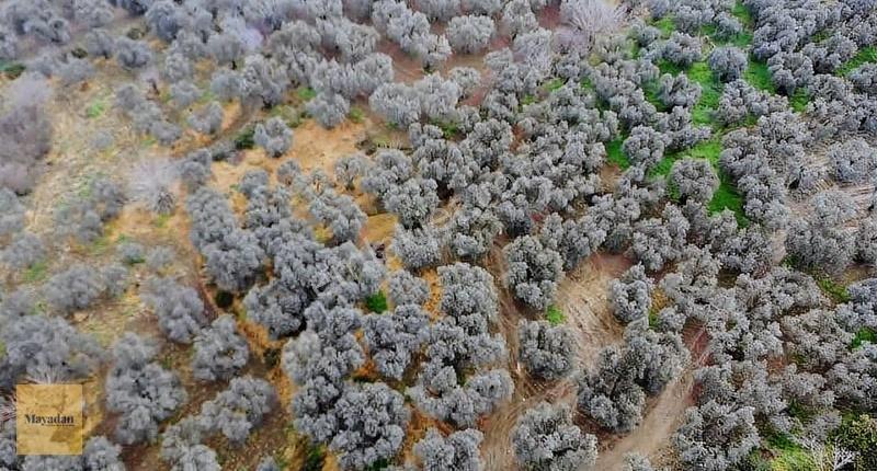 Mayadan Gyo Edincikte 35 Adet Zeytin Ağacı Olan Zeytinlik - Görsel 3