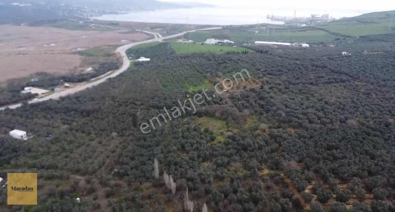 Mayadan Gyo Edincikte 35 Adet Zeytin Ağacı Olan Zeytinlik - Görsel 13