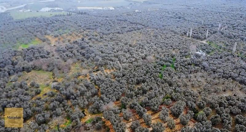 Mayadan Gyo Edincikte 35 Adet Zeytin Ağacı Olan Zeytinlik - Görsel 9