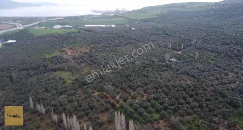 Mayadan Gyo Edincikte 35 Adet Zeytin Ağacı Olan Zeytinlik - Görsel 4