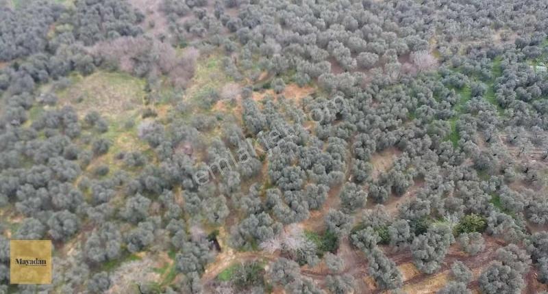 Mayadan Gyo Edincikte 35 Adet Zeytin Ağacı Olan Zeytinlik - Görsel 15