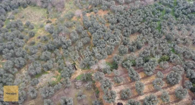 Mayadan Gyo Edincikte 35 Adet Zeytin Ağacı Olan Zeytinlik - Görsel 5
