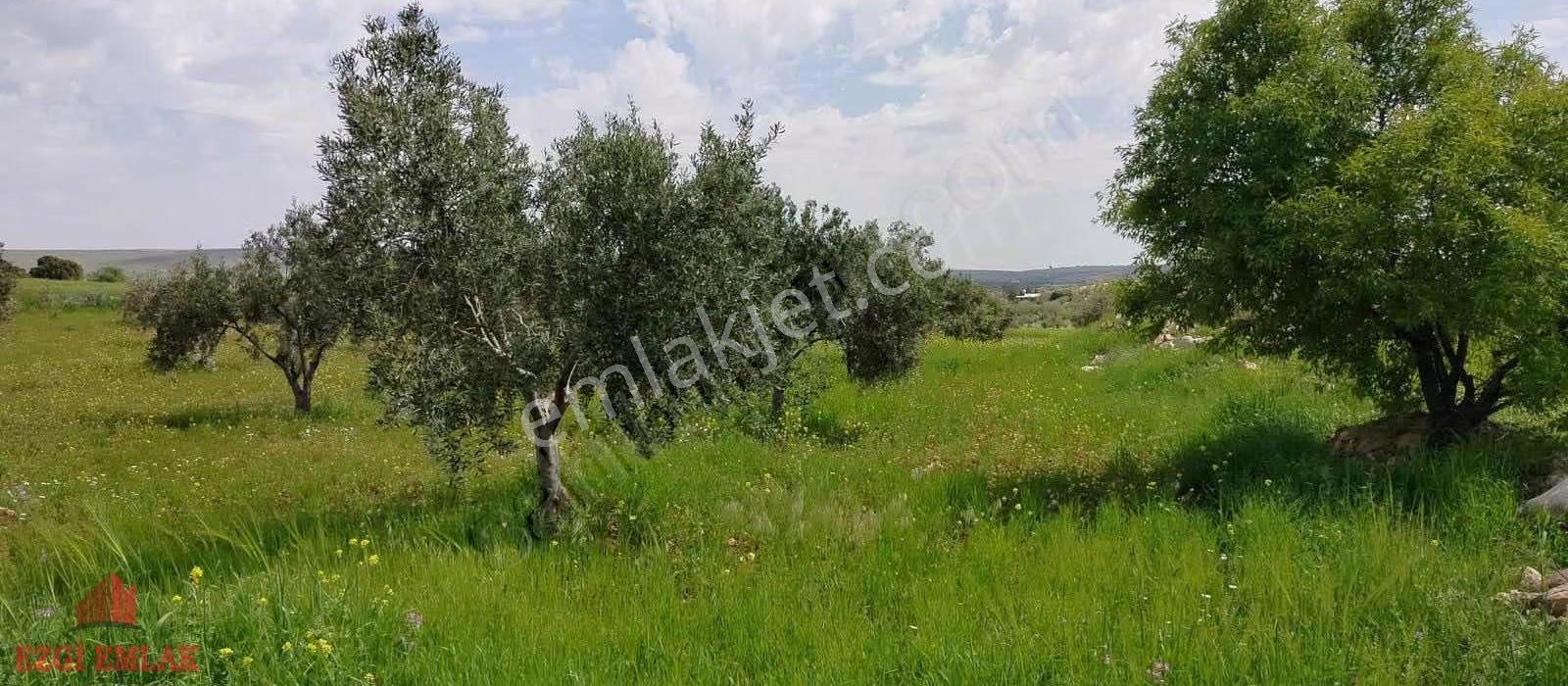 Çimenli Köyü Yatırımlık Zeytin - Görsel 3