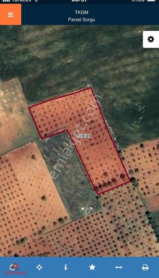 Çimenli Köyü Yatırımlık Zeytin - Görsel 2